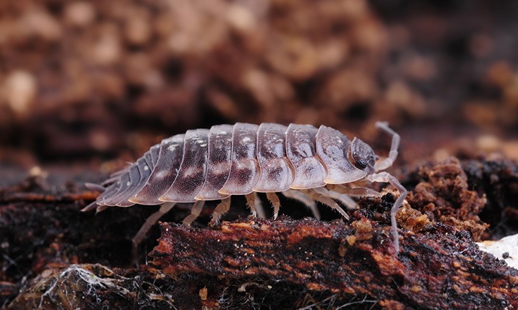 Recyclage de la matière organique dans la forêt - Film entier - 20mn 19s